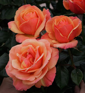 Downton Abbey Roses