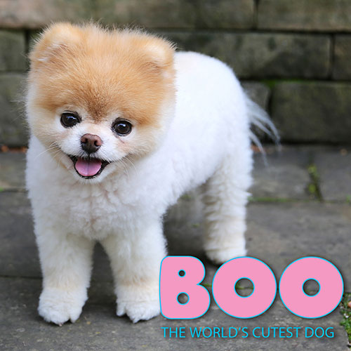 is boo a real dog