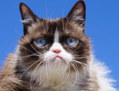 grumpy-cat-dies