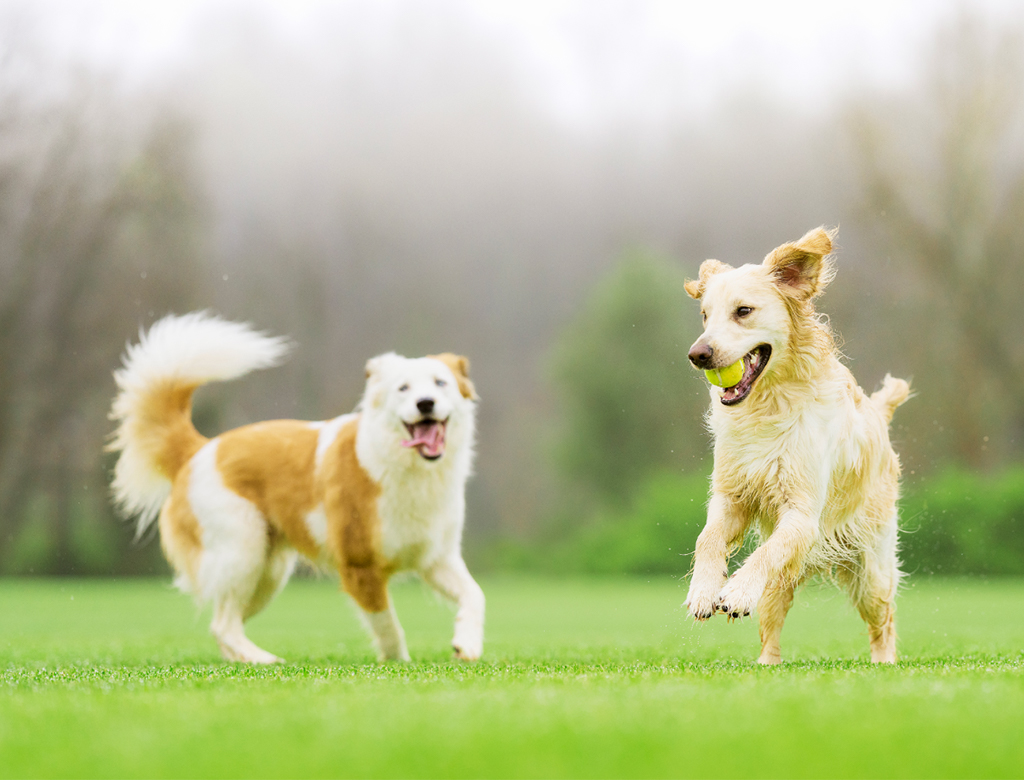 PetSafe Bark for Your Park