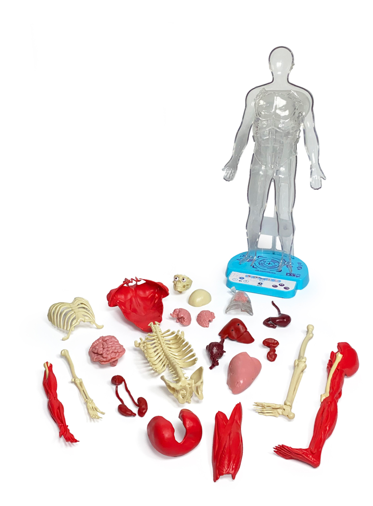 Ultimate Squishy Human Body 2
